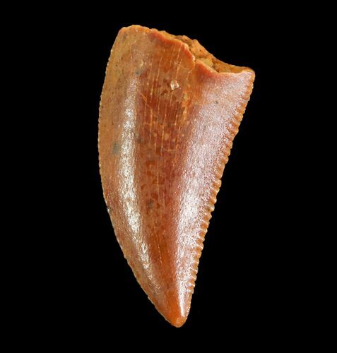 Serrated, Raptor Tooth - Morocco #73589